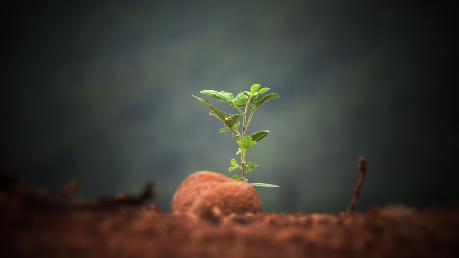 Growth
